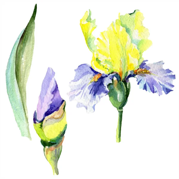 Flor de iris amarillo púrpura. Conjunto de fondo acuarela. acuarela dibujo acuarela. Elemento de ilustración de iris aislado . - foto de stock