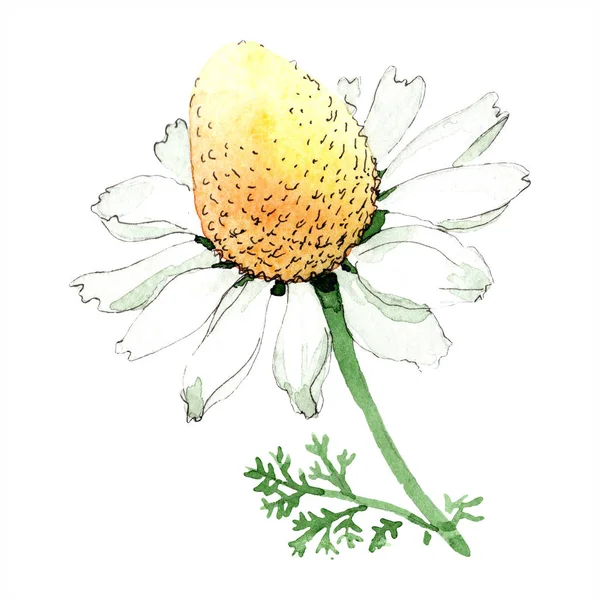 Camomilla fiore botanico floreale. Fiore selvatico primaverile isolato. Acquerello sfondo illustrazione set. Acquerello disegno moda acquerello isolato. Elemento di illustrazione camomilla isolata . — Foto stock