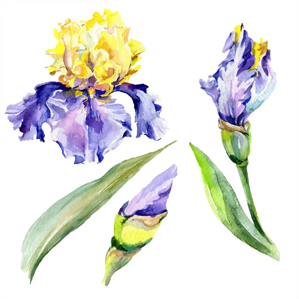 Lila gelbe Irisblüte. Aquarell Hintergrund Set vorhanden. Aquarell Zeichnung Aquarell. Iris-Illustrationselement isoliert. — Stockfoto