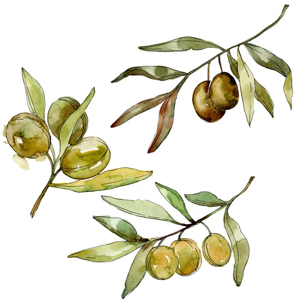 Green olives watercolor background. Watercolour drawing aquarelle. Green leaf isolated olives illustration element. — Stock Photo