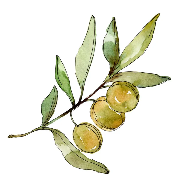Olives vertes fond aquarelle. Aquarelle dessin aquarelle. Feuille verte isolée oliviers élément d'illustration . — Photo de stock