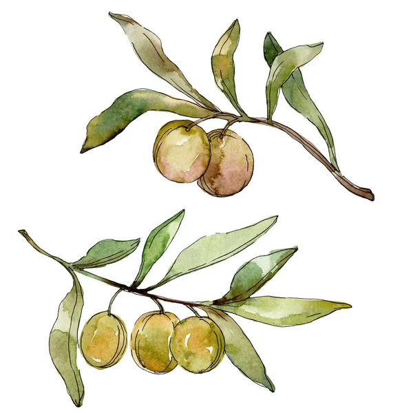 Olive verdi acquerello sfondo. Acquerello disegno acquerello. Elemento illustrativo olive isolate a foglia verde . — Foto stock