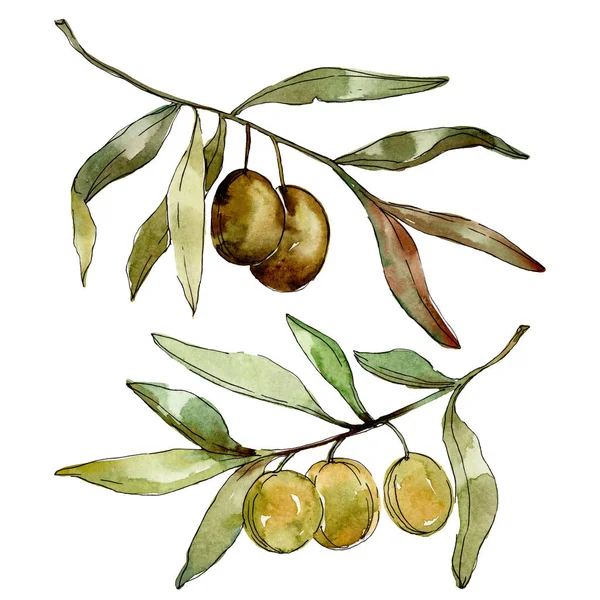 Green olives watercolor background. Watercolour drawing aquarelle. Green leaf isolated olives illustration element. — Stock Photo