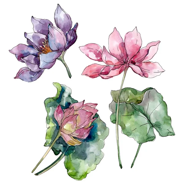 Lotus flores botânicas florais. Folha selvagem primavera wildflower isolado. Conjunto de ilustração de fundo aquarela. Aquarelle desenho aquarelle moda isolado. Elemento de ilustração de lótus isolado . — Fotografia de Stock