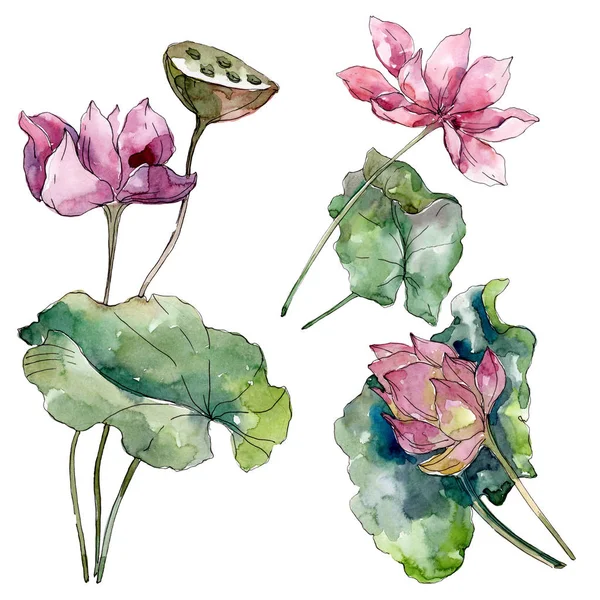 Lotus floral botanical flowers. Wild spring leaf wildflower isolated. Watercolor background illustration set. Watercolour drawing fashion aquarelle isolated. Isolated lotus illustration element. — Stock Photo