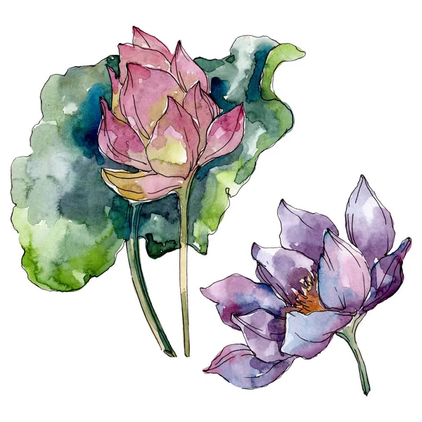 Lotusblüten, botanische Blumen. wildes Frühlingsblatt Wildblume isoliert. Aquarell Hintergrundillustration Set. Aquarellzeichnung Modeaquarell isoliert. isoliertes Lotus-Illustrationselement. — Stockfoto