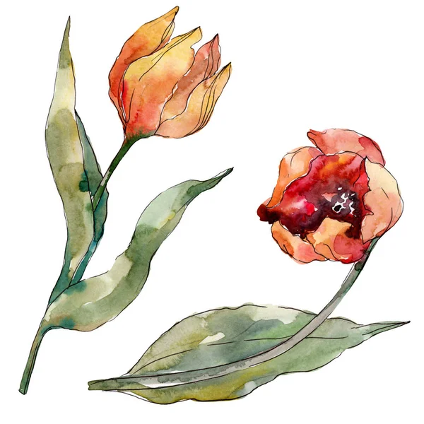 Red tulip floral botanical flower. Wild spring leaf wildflower isolated. Watercolor background illustration set. Watercolour drawing fashion aquarelle isolated. Isolated tulips illustration element. — Stock Photo