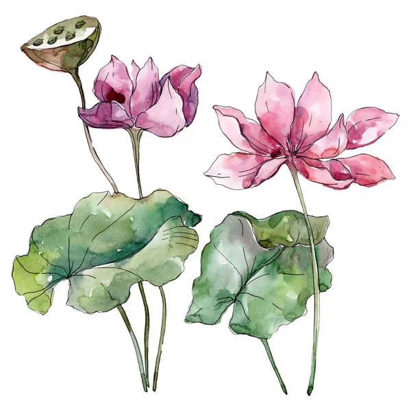 Lotus flores botânicas florais. Folha selvagem primavera wildflower isolado. Conjunto de ilustração de fundo aquarela. Aquarelle desenho aquarelle moda isolado. Elemento de ilustração de lótus isolado . — Fotografia de Stock