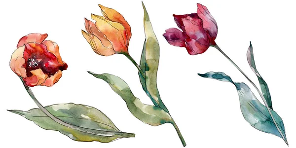 Fleur botanique florale de tulipe rouge. Feuille sauvage de printemps fleur sauvage isolée. Ensemble d'illustration de fond aquarelle. Aquarelle dessin mode aquarelle isolé. Élément d'illustration de tulipes isolées . — Photo de stock