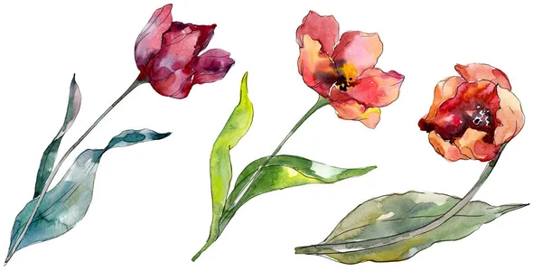 Fleur botanique florale de tulipe rouge. Feuille sauvage de printemps fleur sauvage isolée. Ensemble d'illustration de fond aquarelle. Aquarelle dessin mode aquarelle isolé. Élément d'illustration de tulipes isolées . — Photo de stock