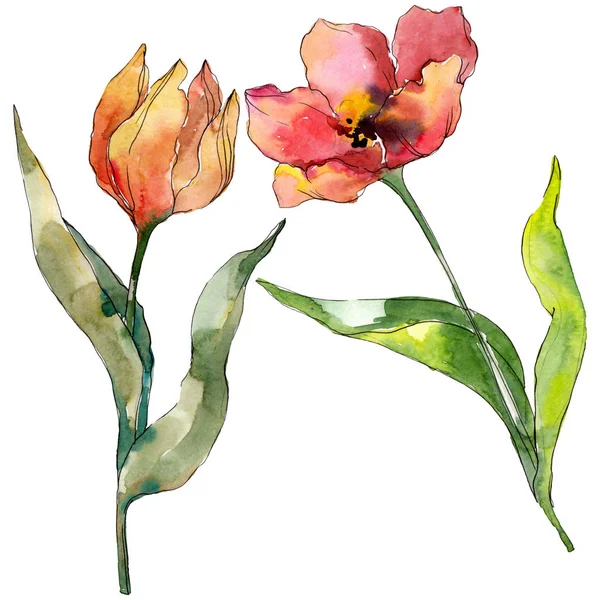 Flor botánica de tulipán rojo. Flor silvestre de hoja de primavera aislada. Conjunto de ilustración de fondo acuarela. Acuarela dibujo moda acuarela aislado. Elemento ilustrativo de tulipanes aislados . - foto de stock