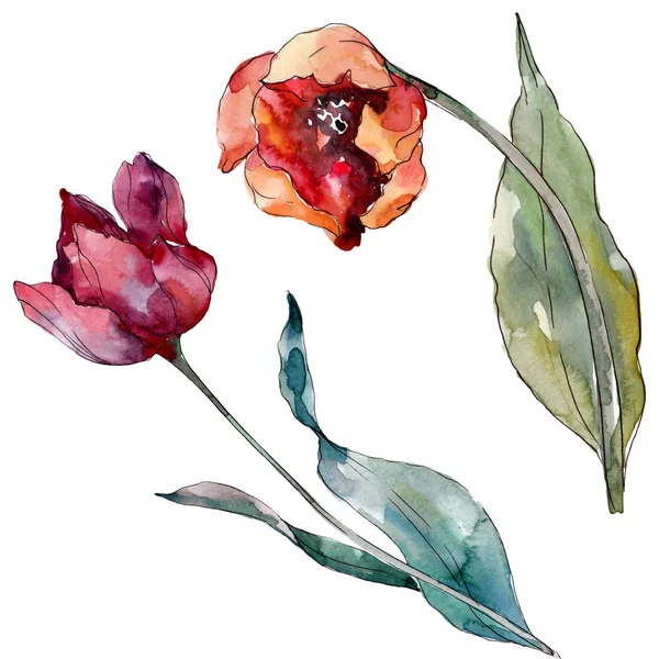 Fleur botanique florale de tulipe rouge. Feuille sauvage de printemps fleur sauvage isolée. Ensemble d'illustration de fond aquarelle. Aquarelle dessin mode aquarelle isolé. Élément d'illustration de tulipes isolées . — Photo de stock