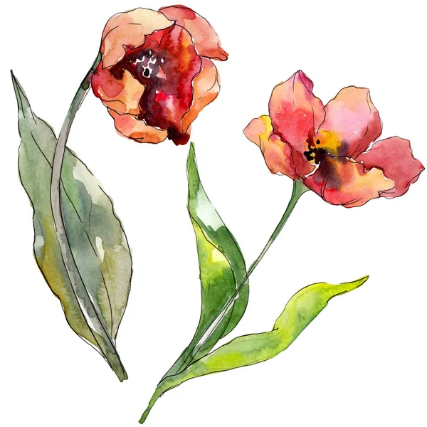 Fleur botanique florale de tulipe rouge. Feuille sauvage de printemps fleur sauvage isolée. Ensemble d'illustration de fond aquarelle. Aquarelle dessin mode aquarelle isolé. Élément d'illustration de tulipes isolées . — Photo de stock