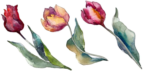 Tulipán flores botánicas florales. Flor silvestre de hoja de primavera aislada. Conjunto de ilustración de fondo acuarela. Acuarela dibujo moda acuarela aislado. Elemento ilustrativo de tulipanes aislados . - foto de stock