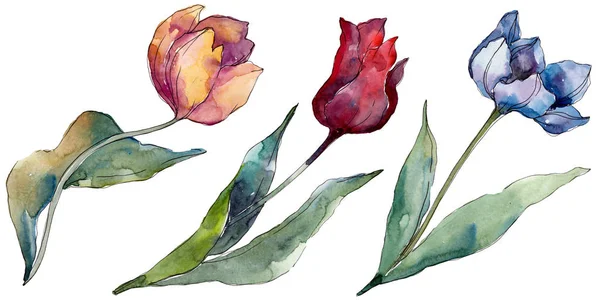 Tulip floral botanical flowers. Wild spring leaf wildflower isolated. Watercolor background illustration set. Watercolour drawing fashion aquarelle isolated. Isolated tulips illustration element. — Stock Photo