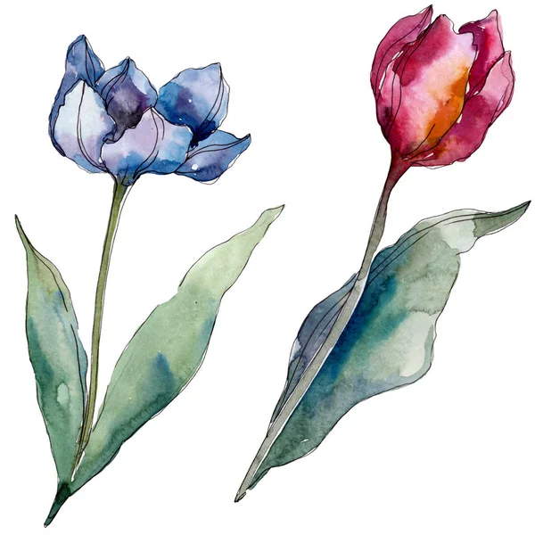 Tulipano fiori botanici floreali. Fiore selvatico primaverile isolato. Acquerello sfondo illustrazione set. Acquerello disegno moda acquerello isolato. Elemento di illustrazione tulipani isolati . — Foto stock
