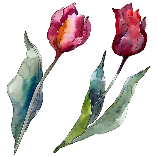 Tulipa flores botânicas florais. Folha selvagem primavera wildflower isolado. Conjunto de ilustração de fundo aquarela. Aquarelle desenho aquarelle moda isolado. Isolado tulipas ilustração elemento . — Fotografia de Stock