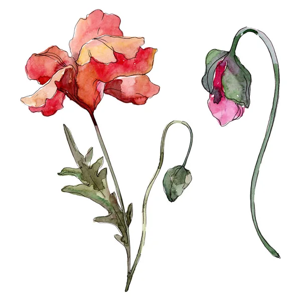 Fleur botanique florale de pavot. Ensemble d'illustration de fond aquarelle. Élément d'illustration de coquelicots isolés . — Photo de stock