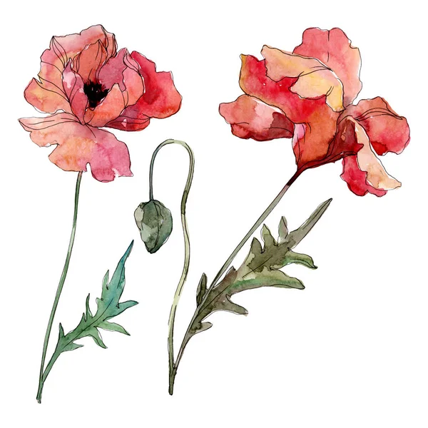 Mohn blühende botanische Blume. Aquarell Hintergrundillustration Set. isolierte Mohnblumen Illustrationselement. — Stockfoto