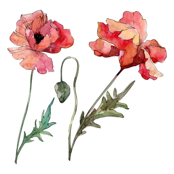 Fleur botanique florale de pavot. Ensemble d'illustration de fond aquarelle. Élément d'illustration de coquelicots isolés . — Photo de stock