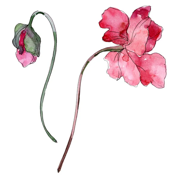 Poppy floral botanical flower. Watercolor background illustration set. Isolated poppies illustration element. — Stock Photo