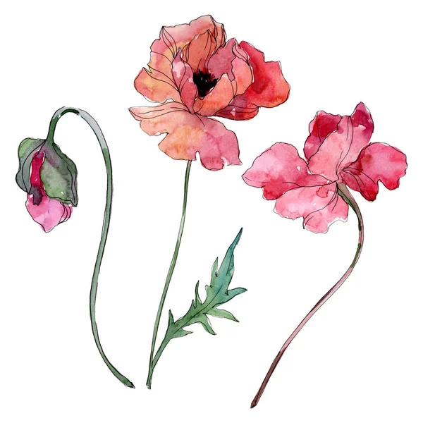 Mohn blühende botanische Blume. Aquarell Hintergrundillustration Set. isolierte Mohnblumen Illustrationselement. — Stockfoto