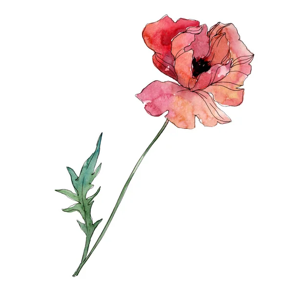 Fleur botanique florale de pavot. Ensemble d'illustration de fond aquarelle. Élément d'illustration de coquelicots isolés . — Photo de stock