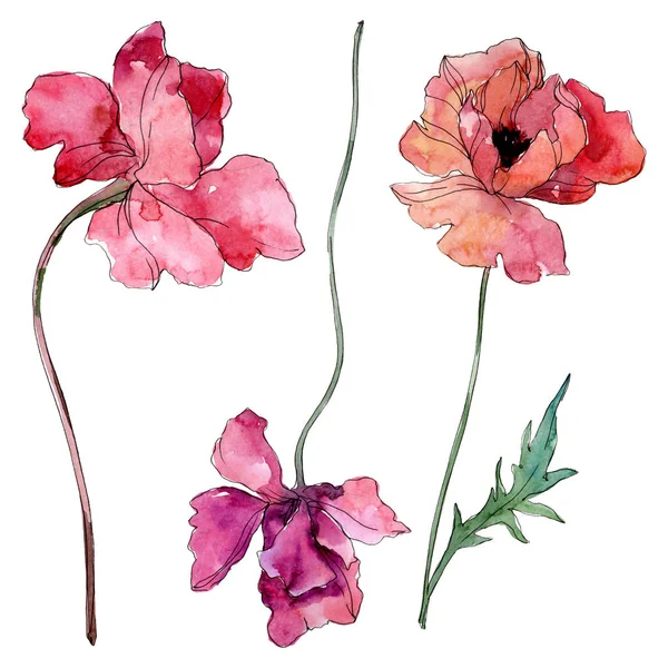 Poppy floral botanical flower. Watercolor background illustration set. Isolated poppies illustration element. — Stock Photo