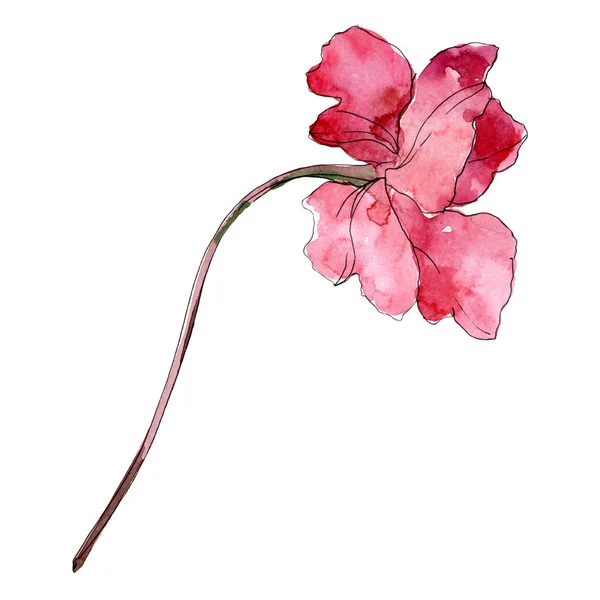 Fiore botanico floreale papavero. Acquerello sfondo illustrazione set. Elemento di illustrazione papaveri isolati . — Foto stock