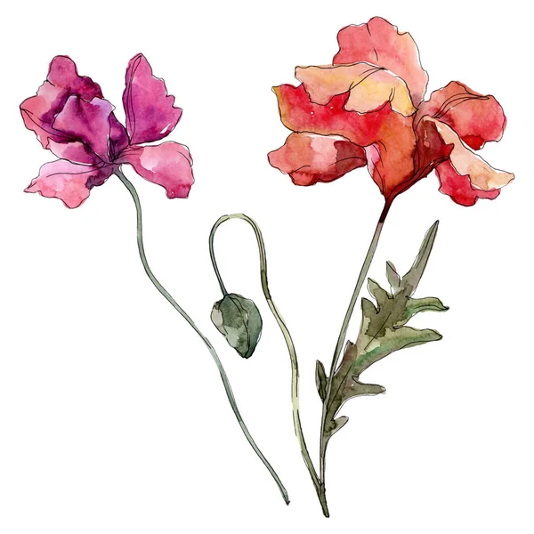 Flor botânica floral papoula. Conjunto de ilustração de fundo aquarela. Isolado papoilas ilustração elemento . — Fotografia de Stock