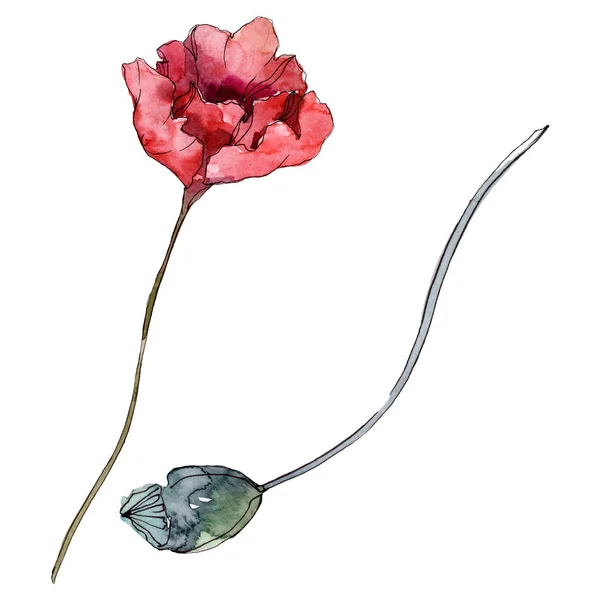 Mohn blühende botanische Blume. wilde Frühlingsblume. Aquarell Hintergrundillustration Set. Aquarell zeichnen Mode-Aquarell. isolierte Mohnblumen Illustrationselement. — Stockfoto