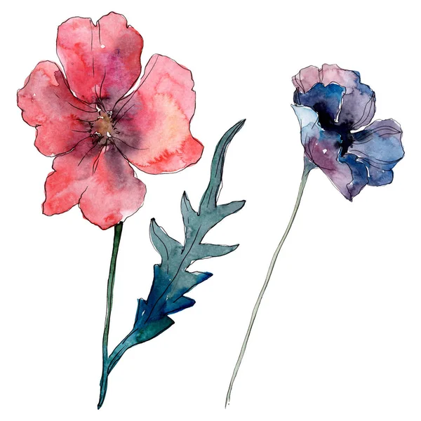 Flor botânica floral papoula. Folha selvagem da primavera wildflower. Conjunto de ilustração de fundo aquarela. Aquarelle desenho aquarelle moda. Isolado papoilas ilustração elemento . — Fotografia de Stock