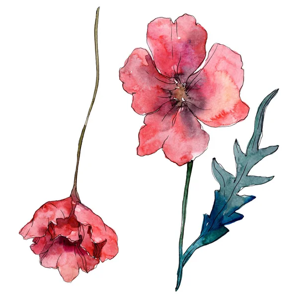 Flor botánica floral de amapola. Flor silvestre de hoja de primavera. Conjunto de ilustración de fondo acuarela. Acuarela dibujo moda aquarelle. Elemento de ilustración de amapolas aisladas . - foto de stock