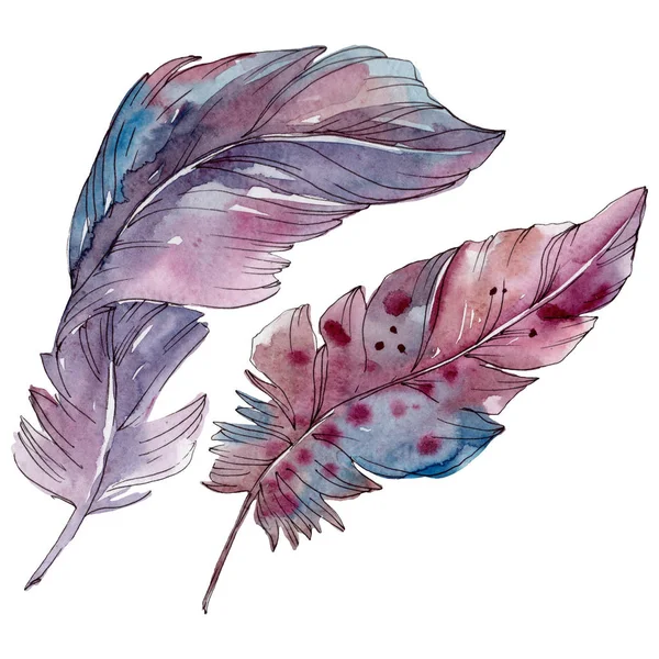 Colorful bird feather from wing isolated. Watercolor background set. Isolated feathers illustration element. — Stock Photo