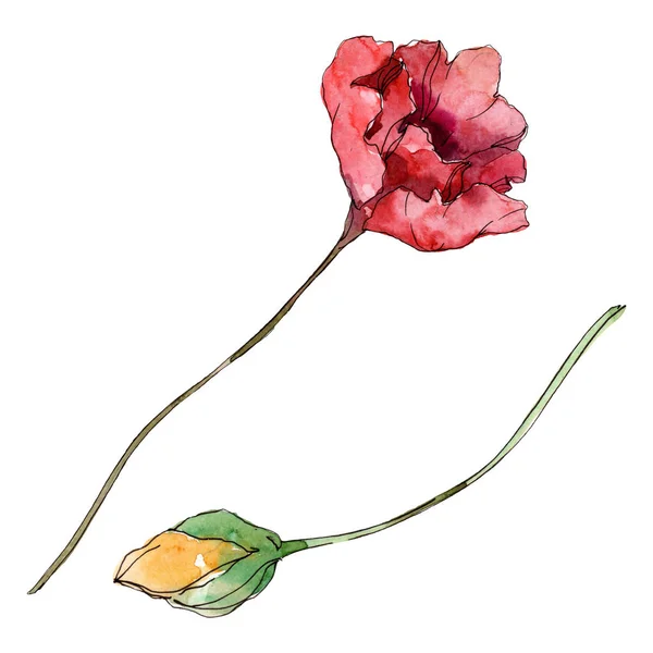 Flor botánica floral de amapola. Flor silvestre de hoja de primavera. Conjunto de ilustración de fondo acuarela. Acuarela dibujo moda aquarelle. Elemento de ilustración de amapolas aisladas . - foto de stock