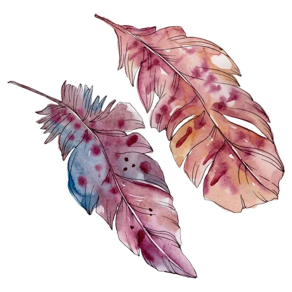 Pluma colorida de pájaro de ala aislada. Conjunto de fondo acuarela. Elemento ilustrativo plumas aisladas . - foto de stock