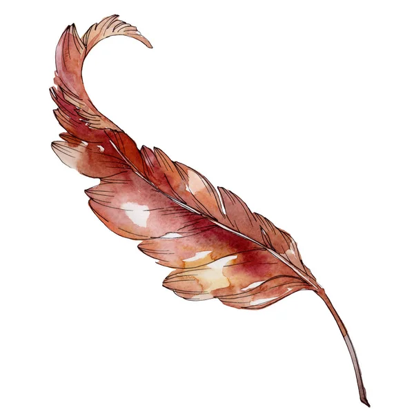 Colorful bird feather from wing isolated. Watercolor background set. Isolated feathers illustration element. — Stock Photo