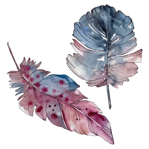 Colorful bird feather from wing isolated. Watercolor background set. Isolated feathers illustration element. — Stock Photo