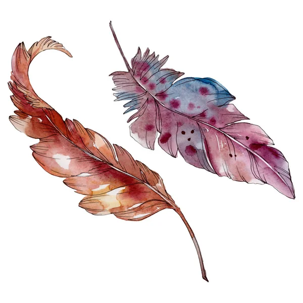 Pluma colorida de pájaro de ala aislada. Conjunto de fondo acuarela. Elemento ilustrativo plumas aisladas . - foto de stock