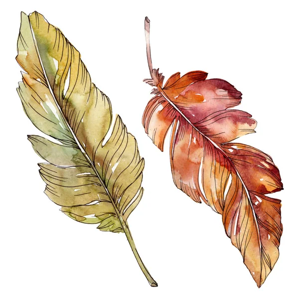 Plume d'oiseau colorée de l'aile isolée. Ensemble d'illustration de fond aquarelle. Élément isolé d'illustration de plumes . — Photo de stock