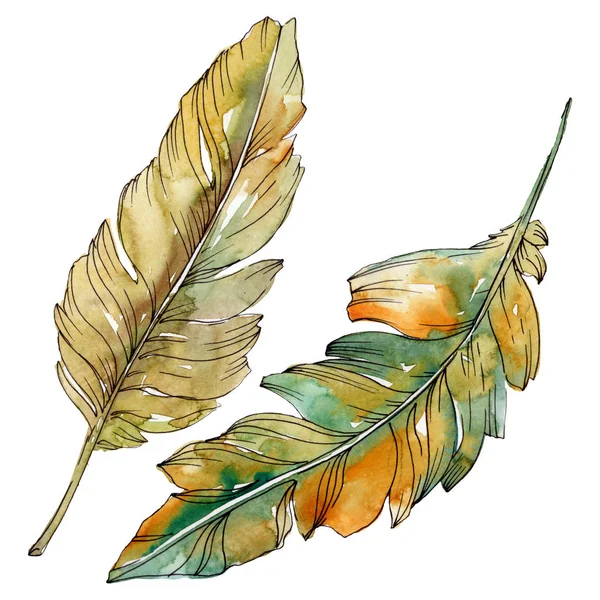 Plume d'oiseau colorée de l'aile isolée. Ensemble d'illustration de fond aquarelle. Élément isolé d'illustration de plumes . — Photo de stock