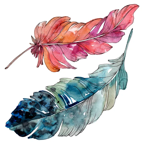 Colorful bird feather from wing isolated. Watercolor background illustration set. Isolated feather illustration element. — Stock Photo