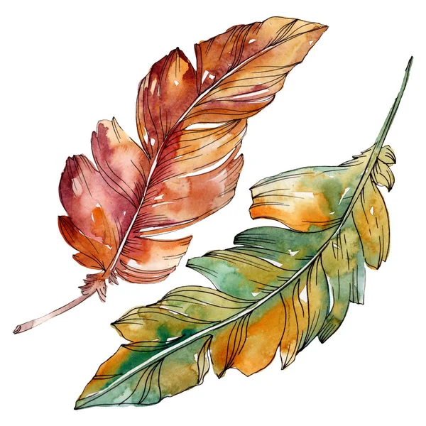 Plume d'oiseau colorée de l'aile isolée. Ensemble d'illustration de fond aquarelle. Élément isolé d'illustration de plumes . — Photo de stock