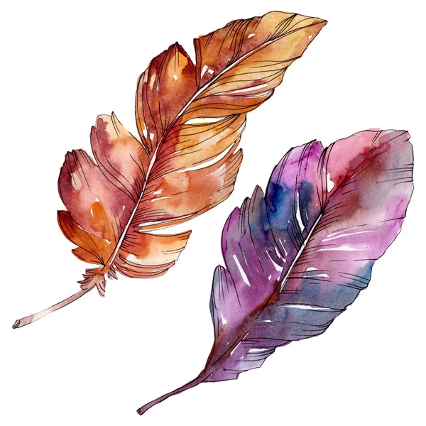 Colorful bird feather from wing isolated. Watercolor background illustration set. Isolated feather illustration element. — Stock Photo