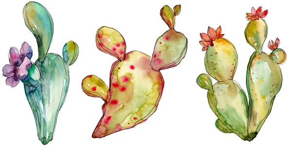 Flores botánicas florales de cactus verde. Conjunto de ilustración de fondo acuarela. Elemento aislado de ilustración de cactus . — Stock Photo