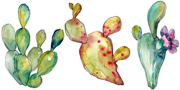 Grüne Kakteen mit botanischen Blüten. Aquarell Hintergrundillustration Set. isolierte Kakteen Illustrationselement. — Stockfoto