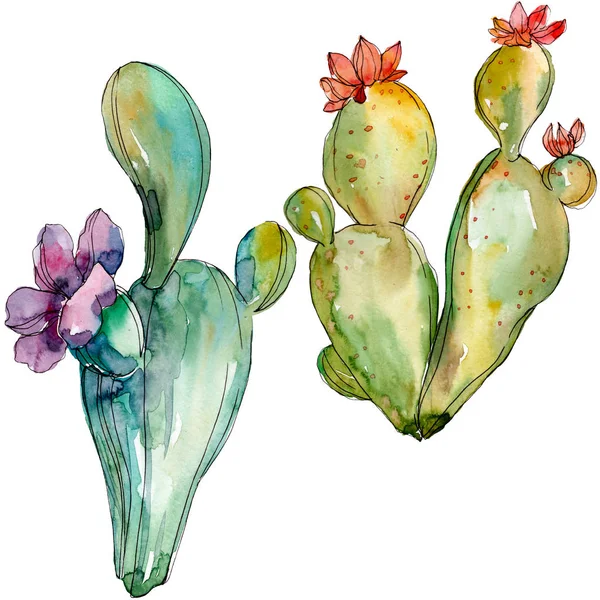 Flores botánicas florales de cactus verde. Conjunto de ilustración de fondo acuarela. Elemento aislado de ilustración de cactus . - foto de stock