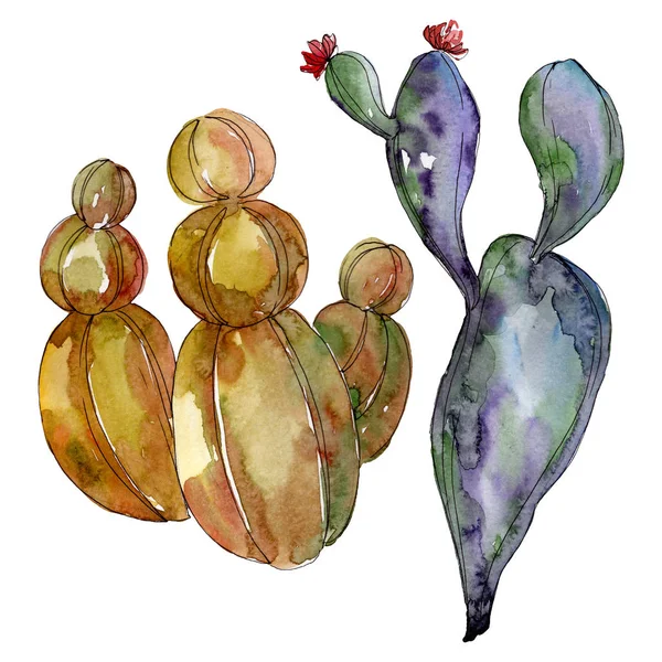 Fleurs botaniques florales de cactus. Feuille sauvage de printemps fleur sauvage isolée. Ensemble d'illustration de fond aquarelle. Aquarelle dessin mode aquarelle. Élément d'illustration de cactus isolés . — Photo de stock