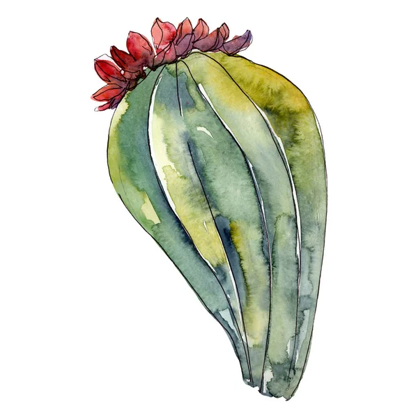 Kaktus blühende botanische Blumen. wildes Frühlingsblatt Wildblume isoliert. Aquarell Hintergrundillustration Set. Aquarell zeichnen Mode-Aquarell. isolierte Kakteen Illustrationselement. — Stockfoto