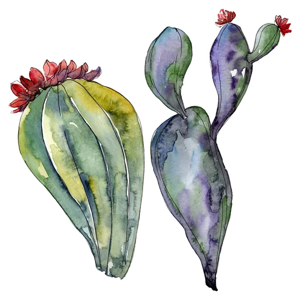 Fleurs botaniques florales de cactus. Feuille sauvage de printemps fleur sauvage isolée. Ensemble d'illustration de fond aquarelle. Aquarelle dessin mode aquarelle. Élément d'illustration de cactus isolés . — Photo de stock